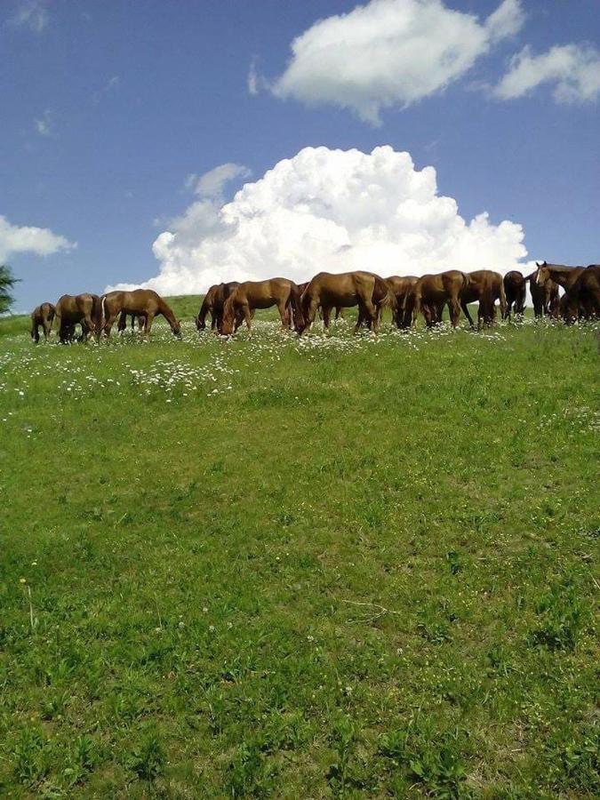 Gidran Βίλα Gyurus Εξωτερικό φωτογραφία